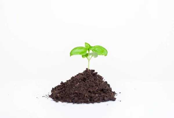 Young Seedling Plant Ground White Background — Stock Photo, Image