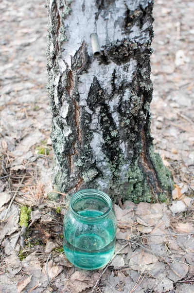 Collecting Birch Sap Forest — Stock Photo, Image