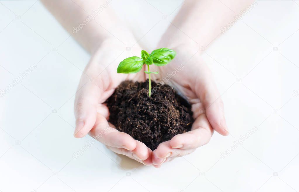 Small saplings of basil in the ground on a white background in female hands