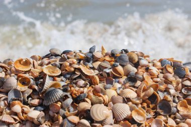 Denizin kenarında yaz aylarında küçük deniz kabukları