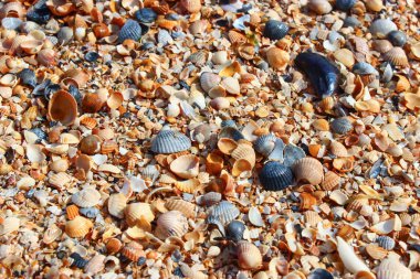 Denizin kenarında yaz aylarında küçük deniz kabukları