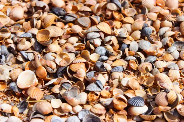 Маленькие Ракушки Летом Пляже Моря — стоковое фото
