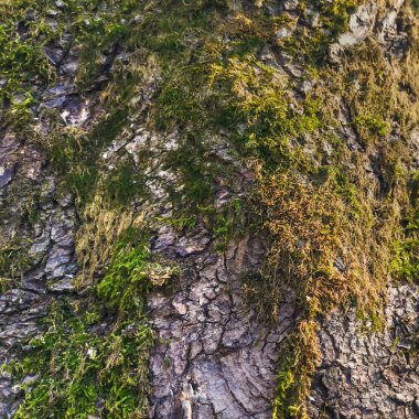 Çatlaklar ve yeşil yosun ile ağaç kabuğu yakın