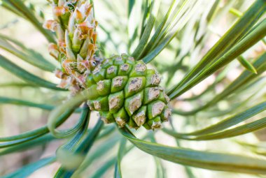 Genç yeşil çam kozalakları ve genç filizler