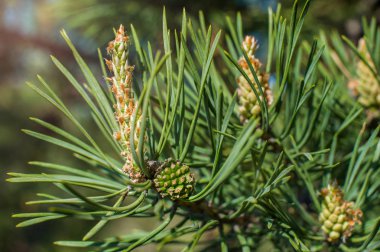 Genç yeşil çam kozalakları ve genç filizler