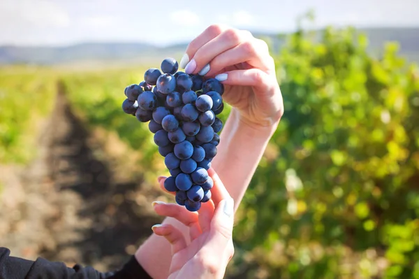 A bunch of grapes in the hands of a girl on a vineyard background