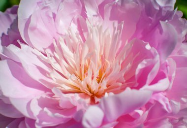 Yüzünde güzel pembe bir şakayık büyüyor. Makro