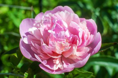 Yüzünde güzel pembe bir şakayık büyüyor. Yakın plan.