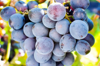 Doğada bir demet üzüm. Böğürtlenli doğal maya. Yakın plan.