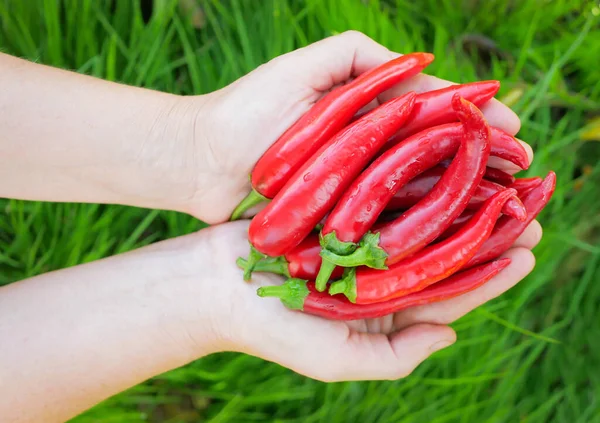 Una Gran Cantidad Pimientos Picantes Rojos Frescos Manos Femeninas Sobre — Foto de Stock