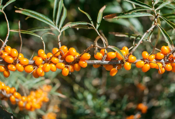 Reifer Sanddornzweig Mit Beeren Nahaufnahme — Stockfoto