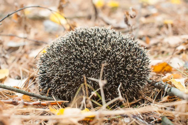 Divoký Ježek Podzimním Lese Stočil Klubíčka Ochrana Jehly Detailní Záběr — Stock fotografie