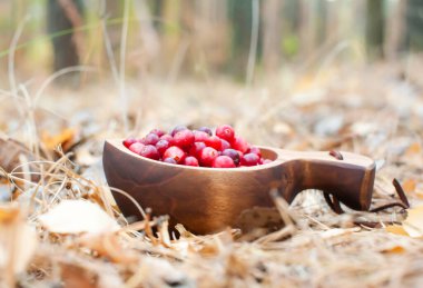 Sonbahar ormanındaki ahşap bir kasede taze kırmızı kızılcıklar. Kuks Ulusal Tahta Kupa