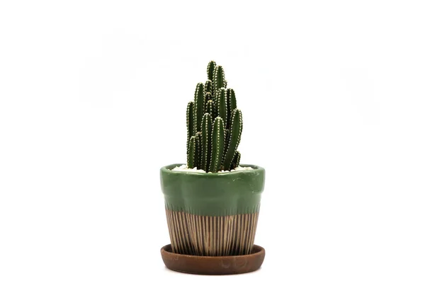Cactus Isolato Vaso Sfondo Bianco Primo Piano Girato — Foto Stock