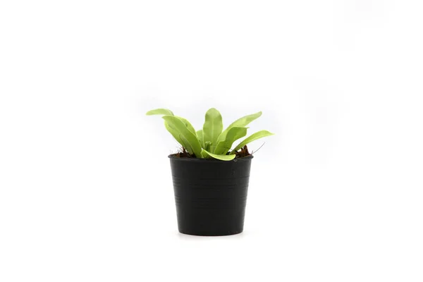 Cactus Isolato Vaso Sfondo Bianco Primo Piano Girato — Foto Stock