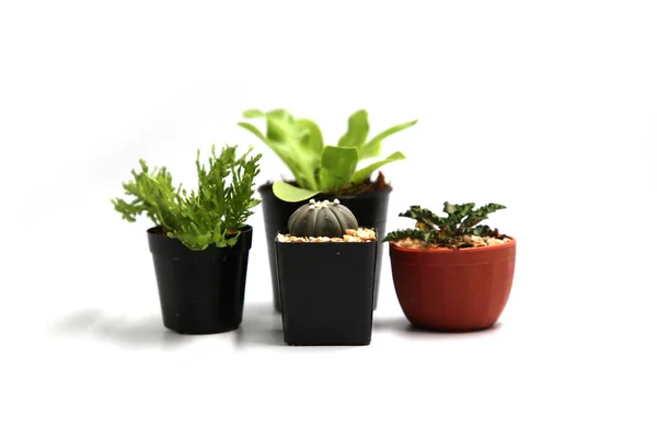 Collectie Cactus Geïsoleerd Pot Witte Achtergrond — Stockfoto