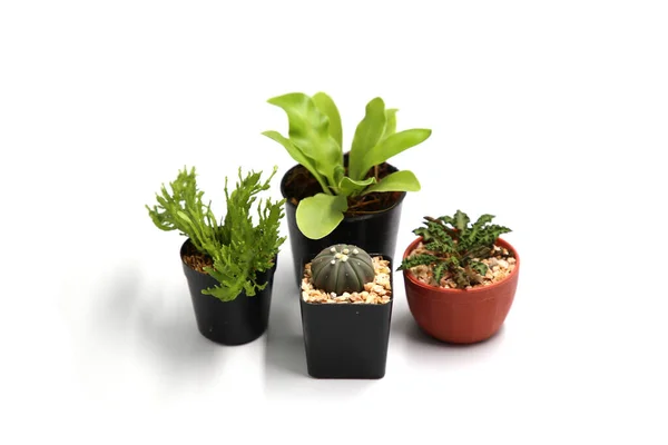 Collezione Cactus Isolato Vaso Sfondo Bianco — Foto Stock