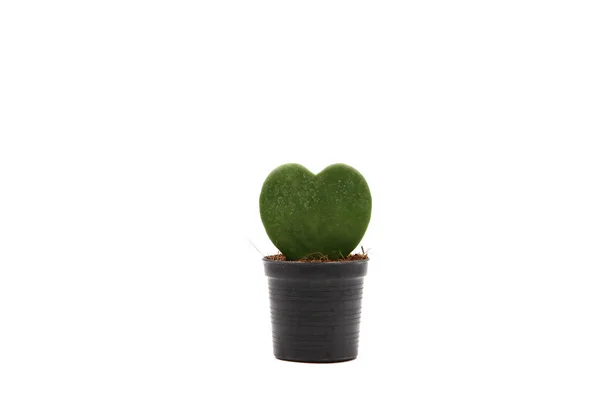 Cactus Isolato Vaso Sfondo Bianco Primo Piano Girato Foto Stock