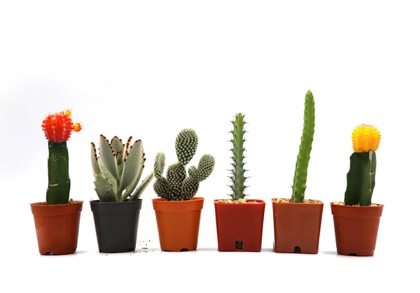 Collezione Cactus Isolato Vaso Sfondo Bianco — Foto Stock