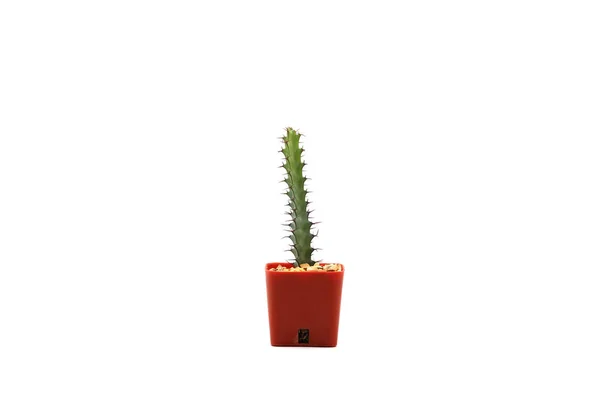 Cactus Isolato Vaso Sfondo Bianco Primo Piano Girato — Foto Stock