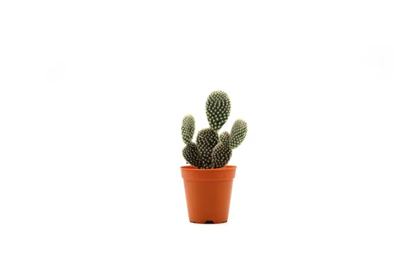 Cactus Isolato Vaso Sfondo Bianco Primo Piano Girato — Foto Stock