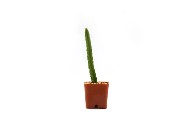 Cactus Isolato Vaso Sfondo Bianco Primo Piano Girato — Foto Stock