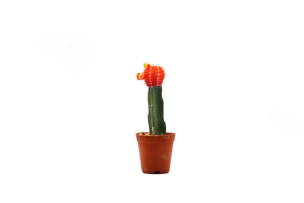 Cactus Isolato Vaso Sfondo Bianco Primo Piano Girato — Foto Stock