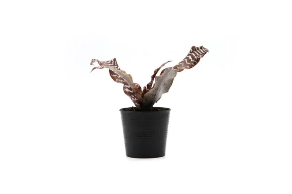 Cactus Isolato Vaso Sfondo Bianco Primo Piano Girato — Foto Stock