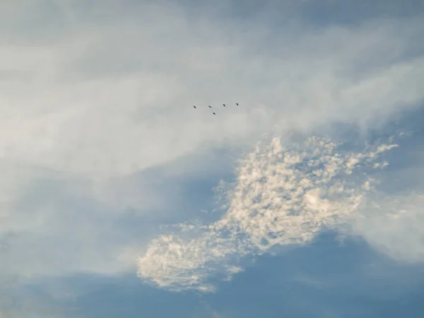 Cloudy, blue sky , Birds flying in the sky / The tropical sky