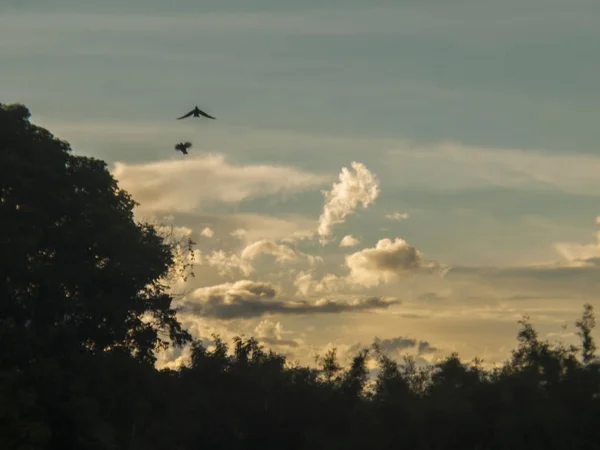 Συννεφιά Γαλάζιος Ουρανός Πουλιά Που Πετούν Στον Ουρανό Τροπικός Ουρανός — Φωτογραφία Αρχείου