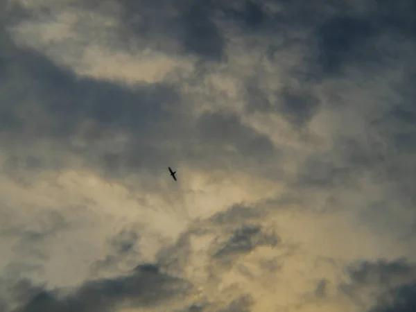 空を飛ぶ鳥 熱帯の空 — ストック写真