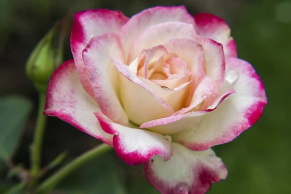 Розовые Белые Розы Саду Tropical Rose Garden — стоковое фото