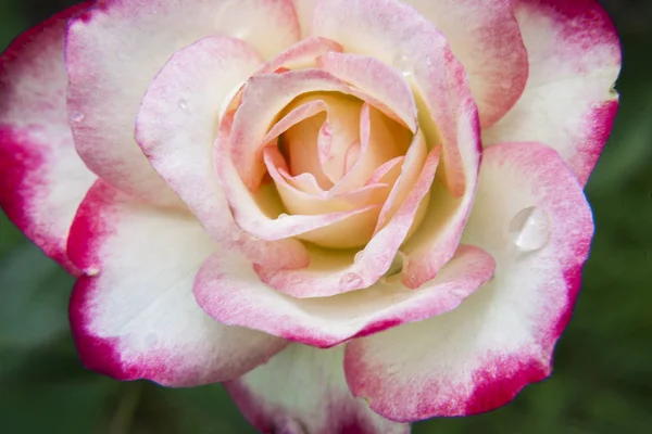 Rosas Rosadas Blancas Jardín Jardín Rosas Tropicales — Foto de Stock