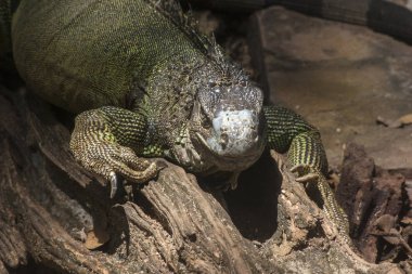 İguana ya da ortak Iguana yeşil / familyasına ait bir iguana yerli e Merkezi ve Güney Amerika