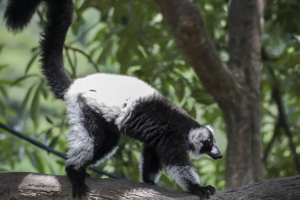 Lemur Ruffed Preto Branco Lemur Árvore Escalada — Fotografia de Stock