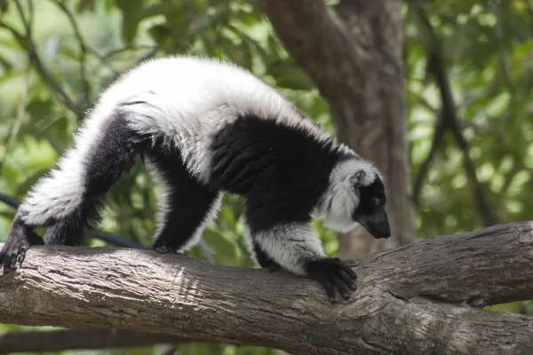 Schwarz Weißer Krausmaki Lemur Kletterbaum — Stockfoto