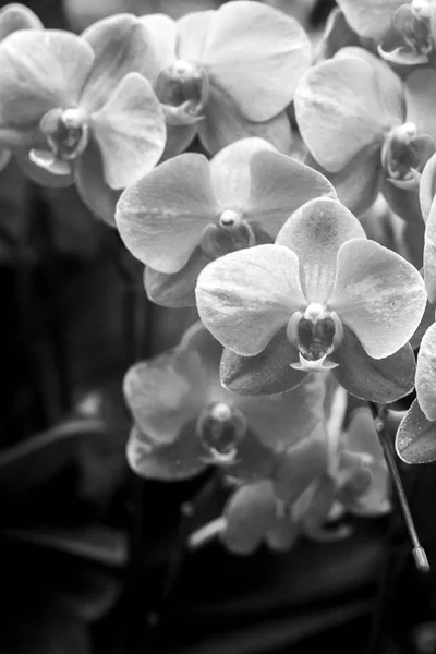 Black White Photography Orchid Orchid Black White Photography — Stock Photo, Image