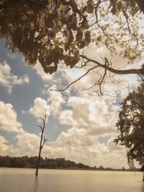 Kızılötesi güzel sanatlar Fotoğrafçılık Manzara: gerçeküstü kızılötesi sanat fotoğraf