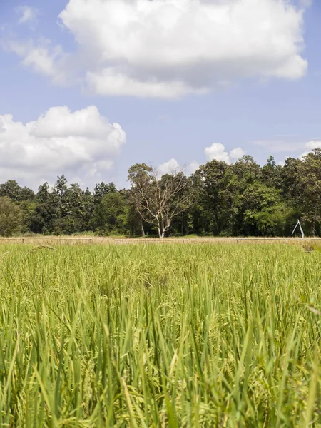 風景写真 米の風景フィールド アジアとライフ スタイルの農家 — ストック写真