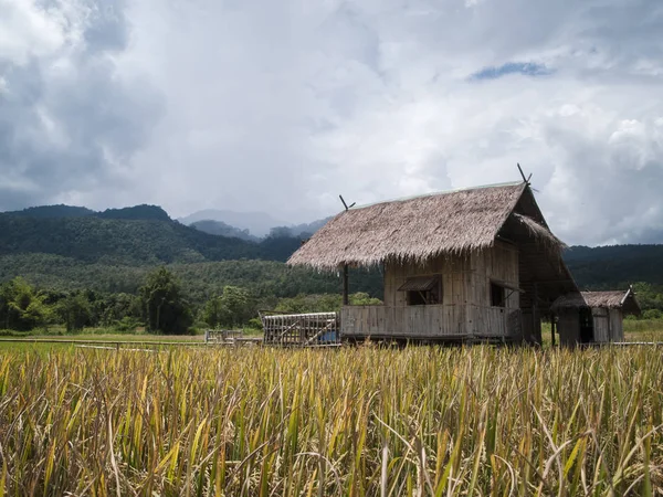 landscape  photography : Landscapes of rice fields Asia and lifestyle farmers