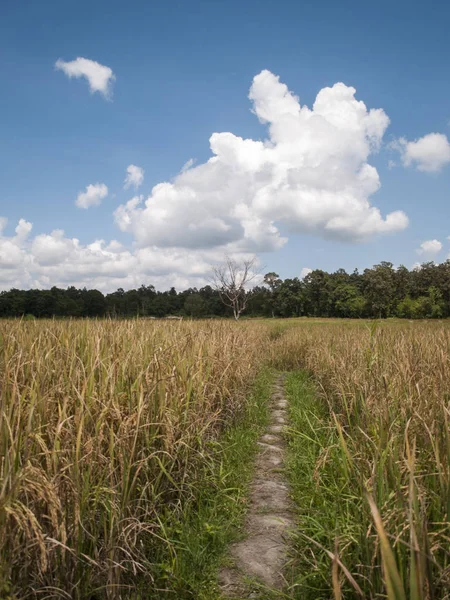 風景写真 米の風景フィールド アジアとライフ スタイルの農家 — ストック写真
