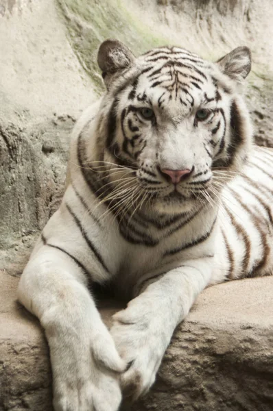 Fehér Tigris White Tiger Chiang Mai Night Safari Thaiföld — Stock Fotó