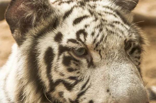 Weißer Tiger Weißer Tiger Bei Chiang Mai Nachtsafari Thailand — Stockfoto