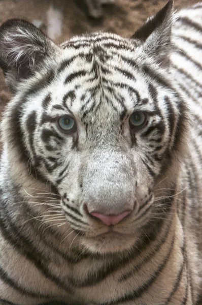 Weißer Tiger Weißer Tiger Bei Chiang Mai Nachtsafari Thailand — Stockfoto