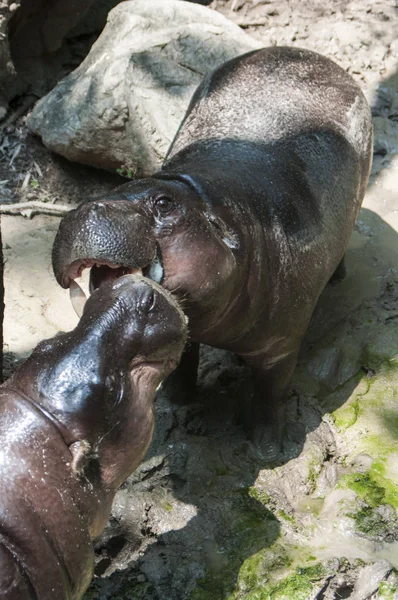 Pygmy Hippo / pygmy hippopotamus is a small