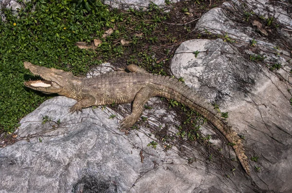 Crocodile  / Freshwater crocodile , Freshwater albino crocodile