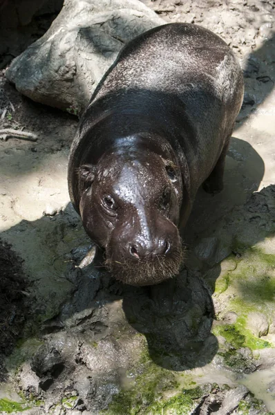 Pygmy Hippo / pygmy hippopotamus is a small