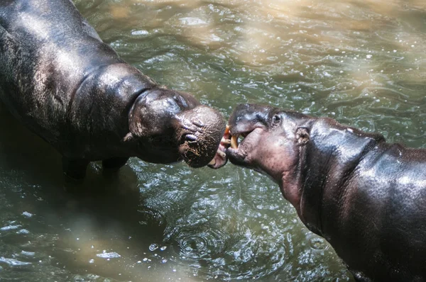 Zwergflusspferd Zwergflusspferd Ist Ein Kleines — Stockfoto