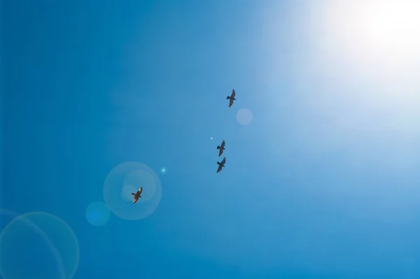 Taube Flug Tauben Fliegen Tauben Fliegen Himmel — Stockfoto