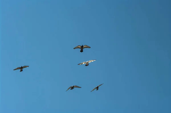 飛行中の鳩 ハトが飛ぶ ハトは空を飛んでいます — ストック写真